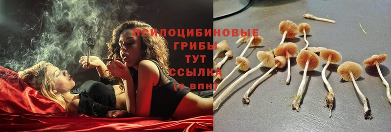 ссылка на мегу ссылка  Советская Гавань  Псилоцибиновые грибы Psilocybine cubensis 